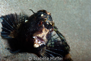 "PIN UP BLENNY"
 by Isabella Maffei 